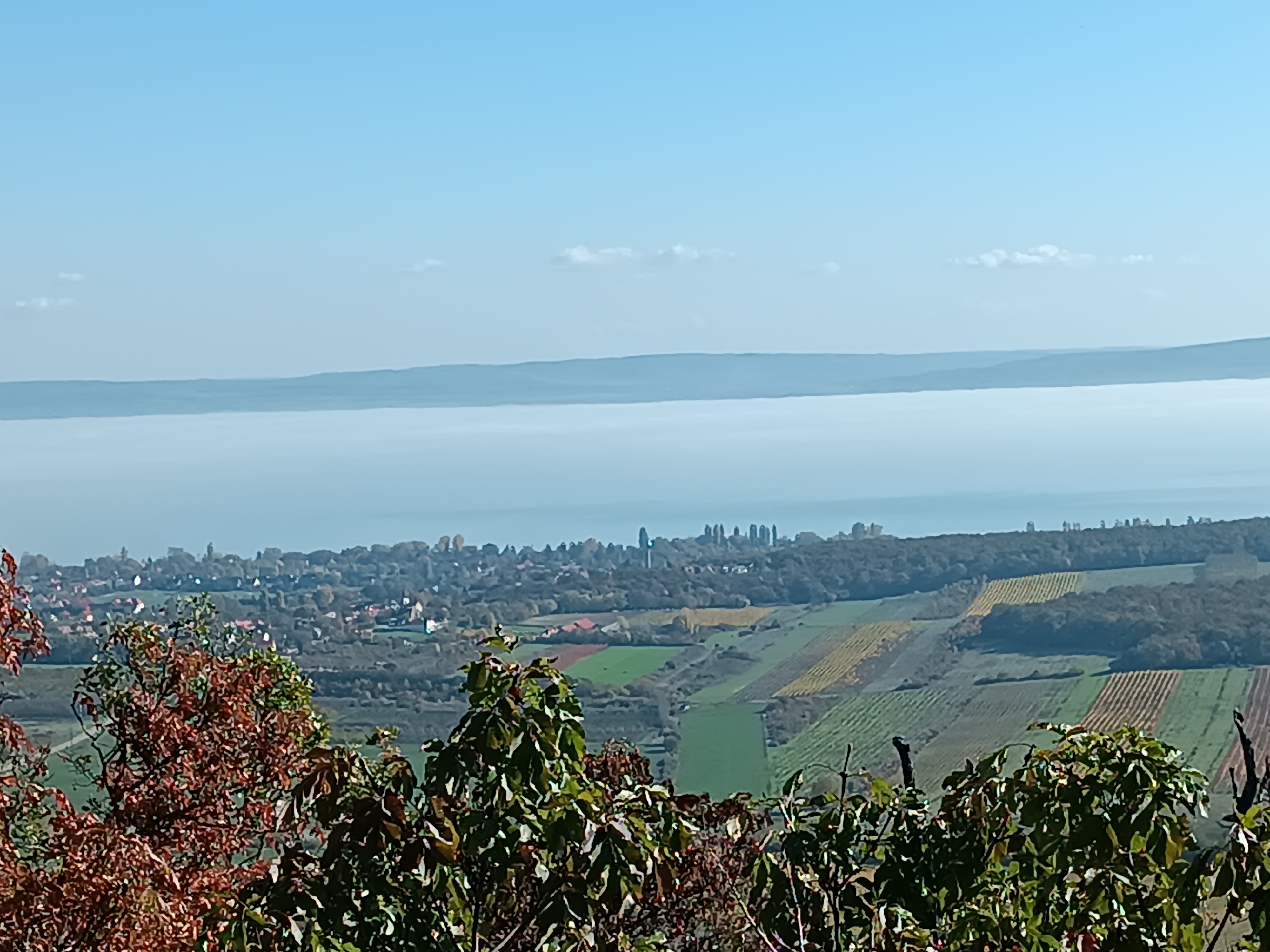 Gyógynövényekről általánosságban és történelmük – 1. rész
